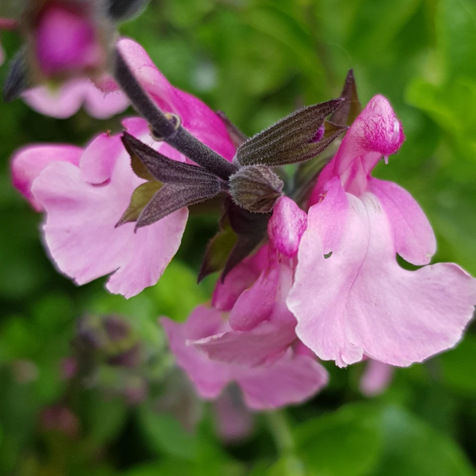 Carbeth Plants - Salvia Cuello Pink Plant 1 x 9cm Pot - Summer Flowering Herbaceous Perennial - Outdoor Garden Ready Shrubs - Pollinator Friendly Plants - for Beds, Borders, Rock Gardens & Pots