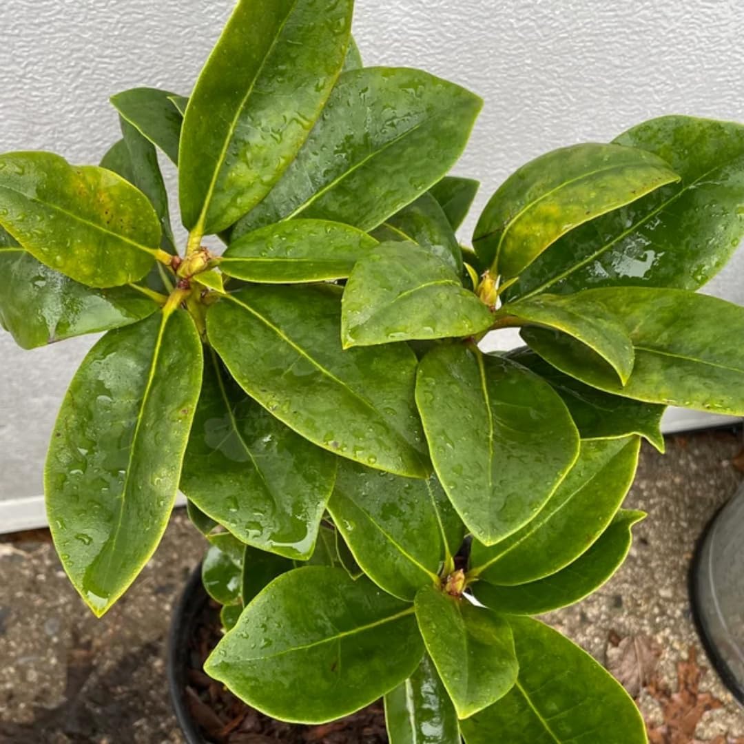 1-2 Feet Rhododendron Plants Live Bush Shrubs in 1 Gallon Pot for Planting, Azalea Bush Ready Plant, Live Rhododendron Plant Azalea (Creamy White Yellow Pink)