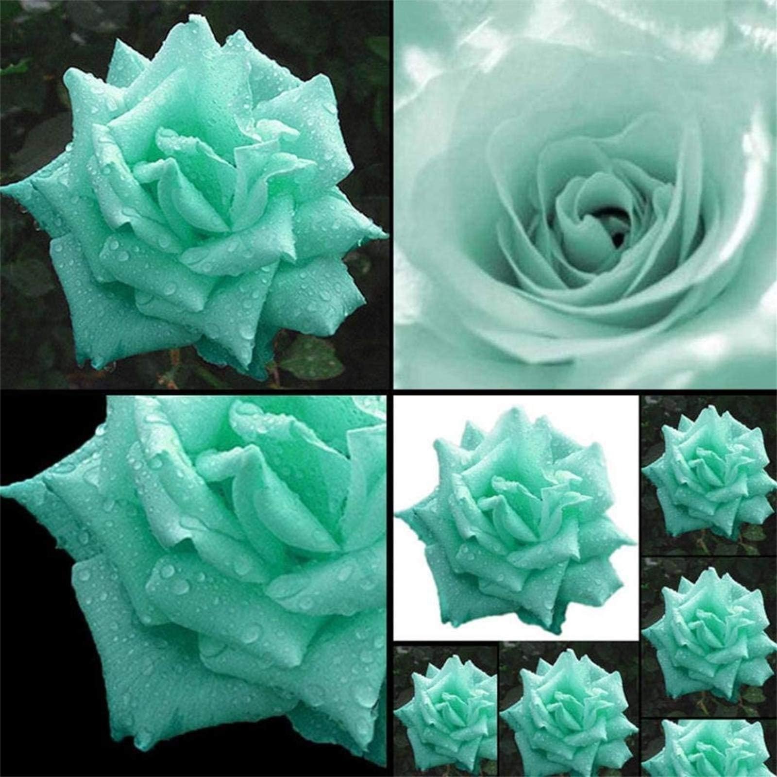 Mint Green Rose Flower Seeds Garden Yard Potted Decoration Rare Rose Flowers Seeds 100 Pcs