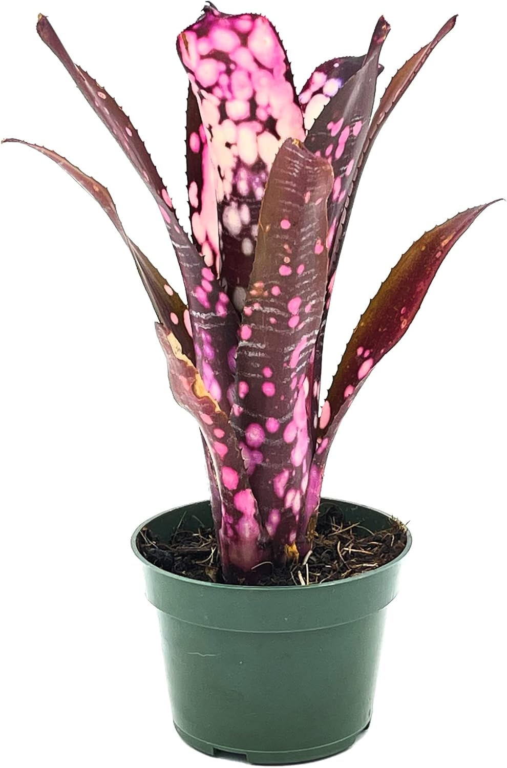 ragnaroc Live Plants – Bromeliad Billbergia Hallelujah, 9-18" - 1ct - Live Arrival Guaranteed - House Plants for Home Decor & Gift