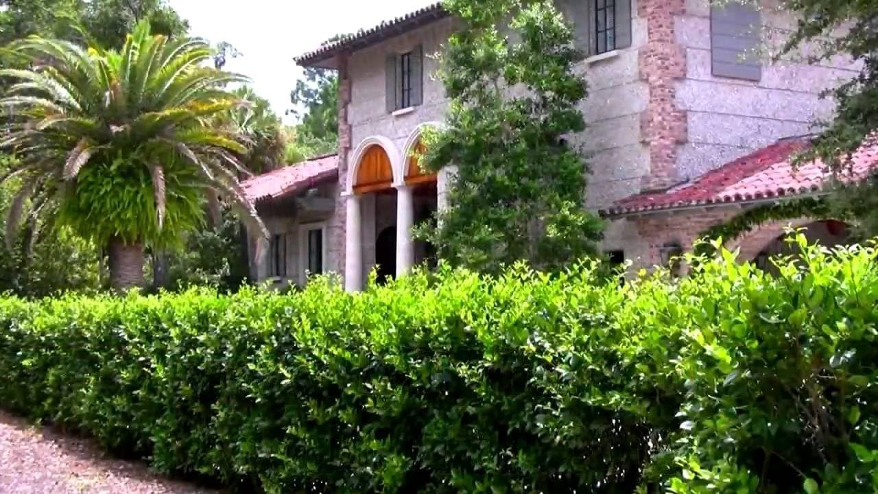 Ligustrum Waxleaf Privet - 15 Live Plants - Evergreen Privacy Hedge
