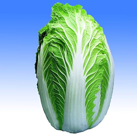 Amazon Co Jp 美味しい秋どり白菜品種 浅漬け白菜 の苗 黄芯系中早生品種 野菜苗9cmポット 3個セット 結球葉枚数がとても多く キムチ漬けや浅漬けに向く食味抜群の白菜 播種後70日位で収穫期に達する黄芯系の中早生品種です 球は収穫適期で一球2 5 3 0 に