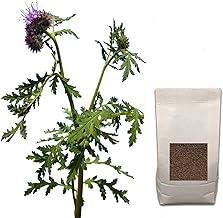 FACELIA (Phacelia Tanacetifolia) Certified Seed kg. 1 | Mellifere for Sowing and Green Manure