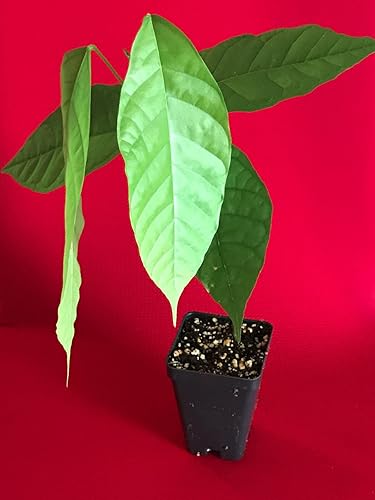 Miniatura 3 de TRINITARIO Theobroma Cacao Cacao Chocolate Árbol Frutal Planta en maceta ROJO Mediano