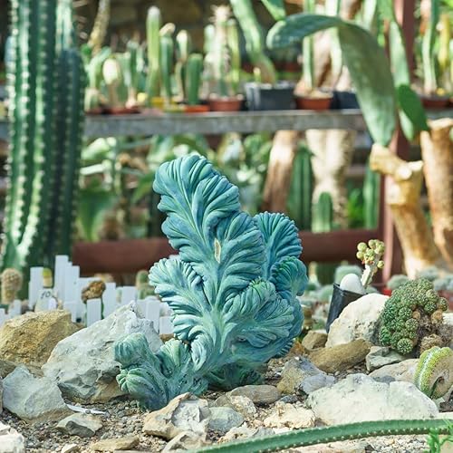 Miniatura 7 de Blue Candle - Planta viva rizada de cactus en maceta de 4 pulgadas, suculenta de cactus azul raro para decoración del hogar, cultivo en interiores y