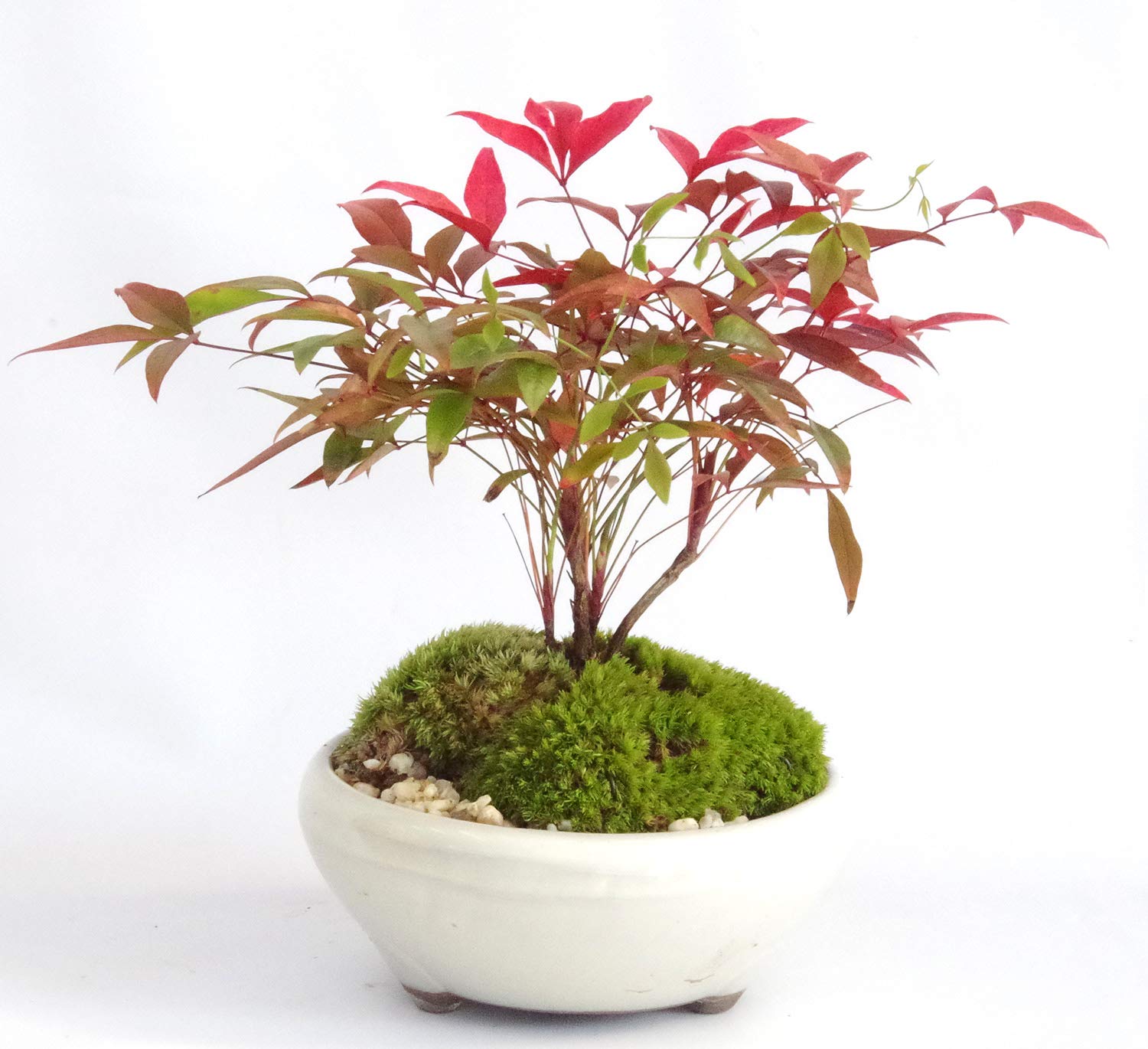 Amazon.co.jp: 【春から秋は葉が緑色】いにしえの和をお届けします