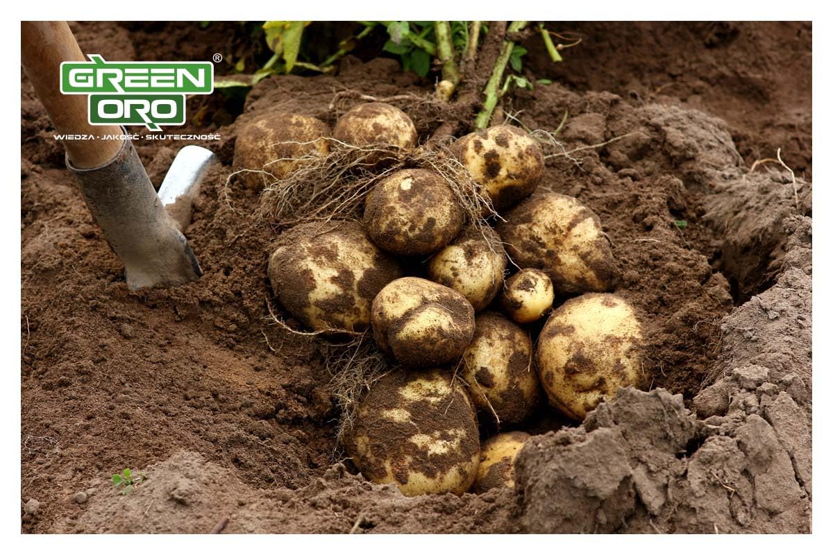 TOMATO POWER 1,5 KG – Specjalistyczny nawóż do pomidorów, papryki, cukinii, bakłażanów, ziemniaków, ogórków i dyni – Długotrwałe działanie do 100 dni