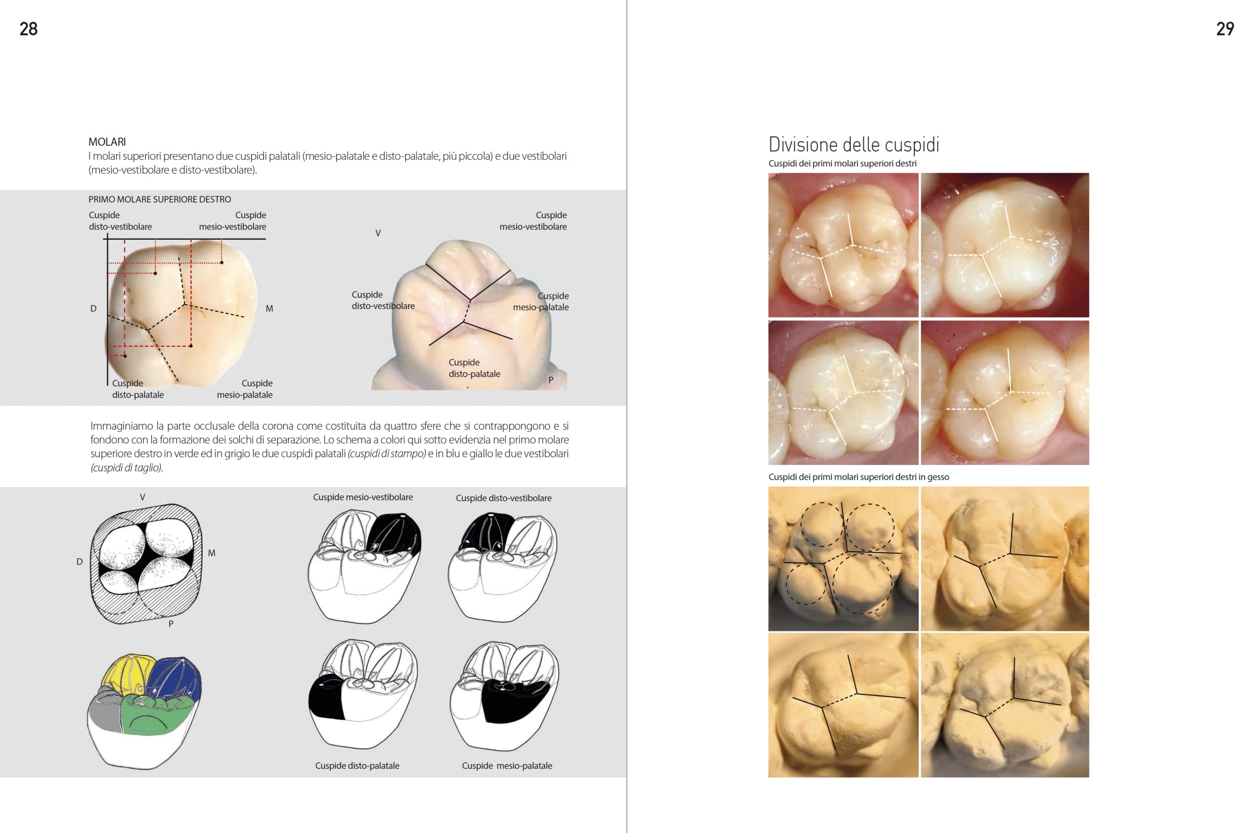 Morfologia dentale. Estetica e funzione