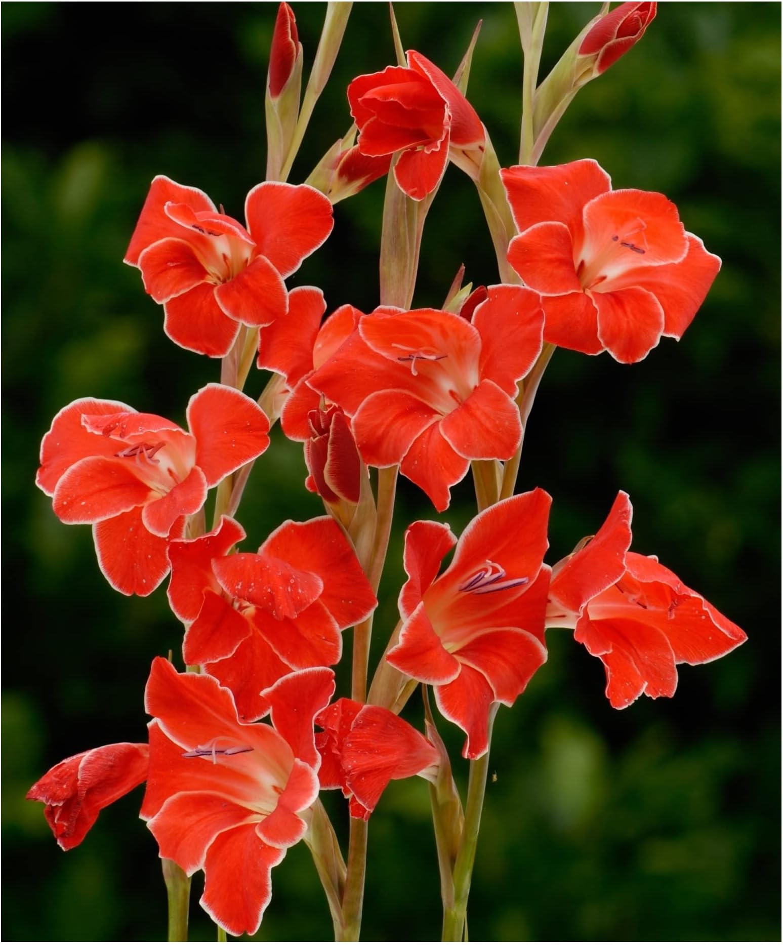 10x Gladioli Nanus Atom Summer Flowering Bulbs Dwarf Red Gladiolus Beautiful Garden Cut Flowers Spring Planting Hardy Corms