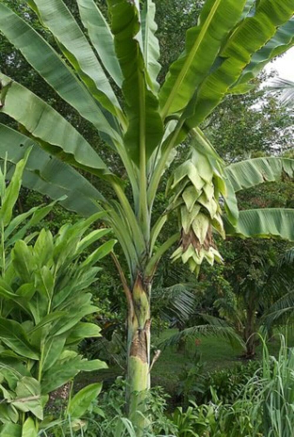 Musa Ensete Glaucum Snow Banana 5 Seeds