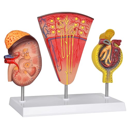 Kidney Nephron Model, Anatomy Teaching Display | Cross-section kidney, nephron