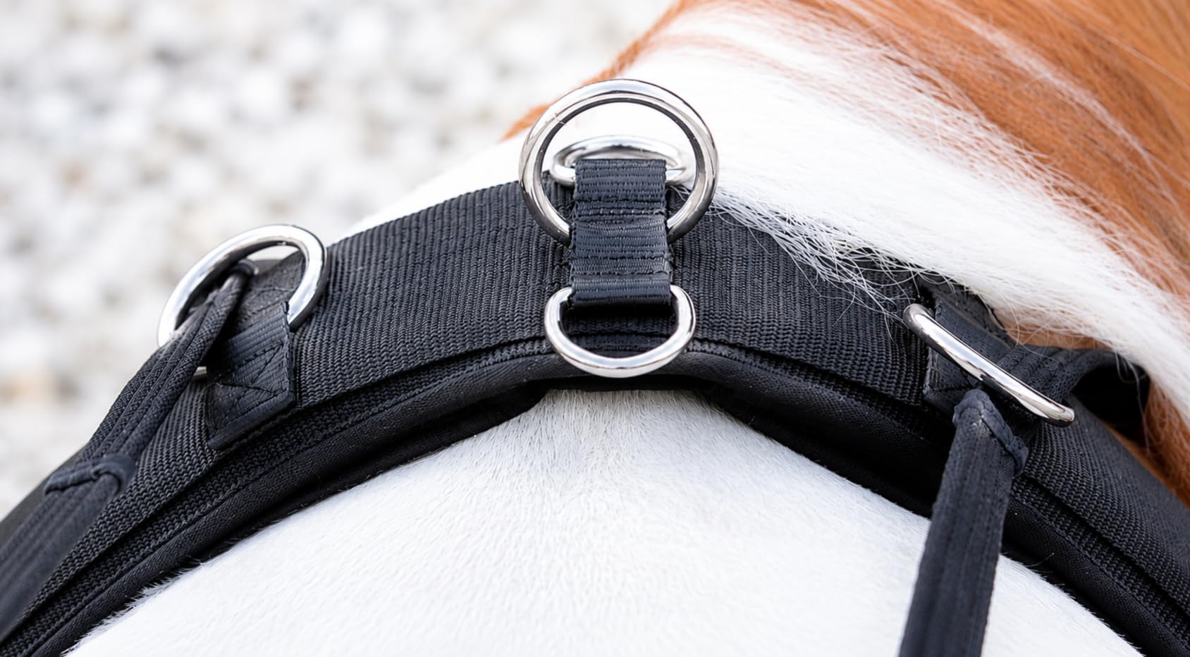 Tysons Breeches Longiergurt 16 Ringe Starkes Nylon/Neopren für Doppellonge Mini Shetty Bauchgurt abnehmbar