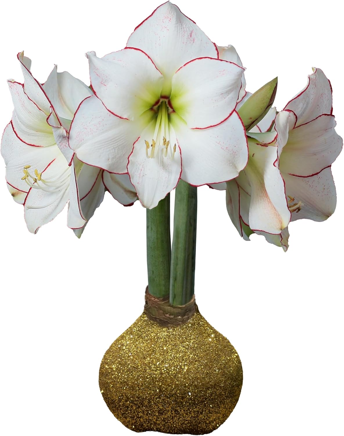 Gold Glitter Picasso Waxed Amaryllis Bulb Size 32/34