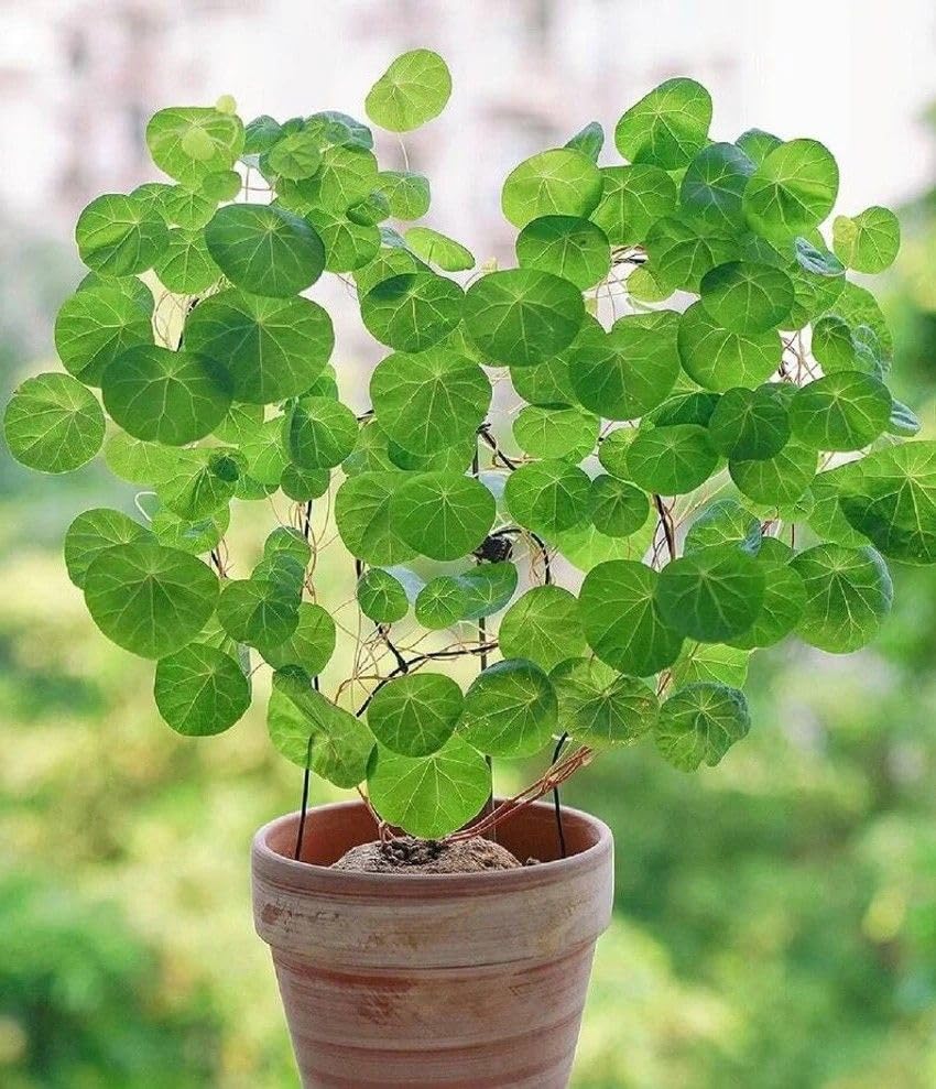 Beautiful Stephania for Planting UK, Hardy Perennial, Excellent Display, Mix Greening Flower, Natural Organic, Wedding, Balcony Garden-3 Bulbs-F