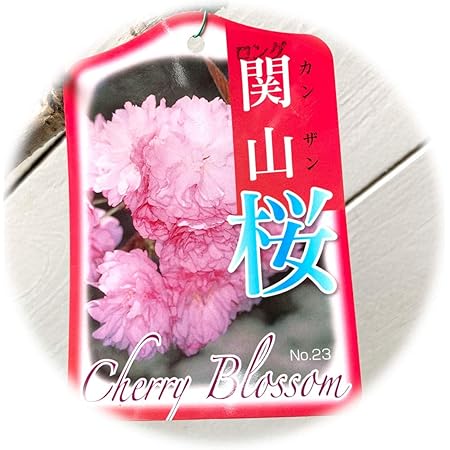 Amazon 桜 苗木 関山 12cmポット苗 かんざん さくら 苗 サクラ 花