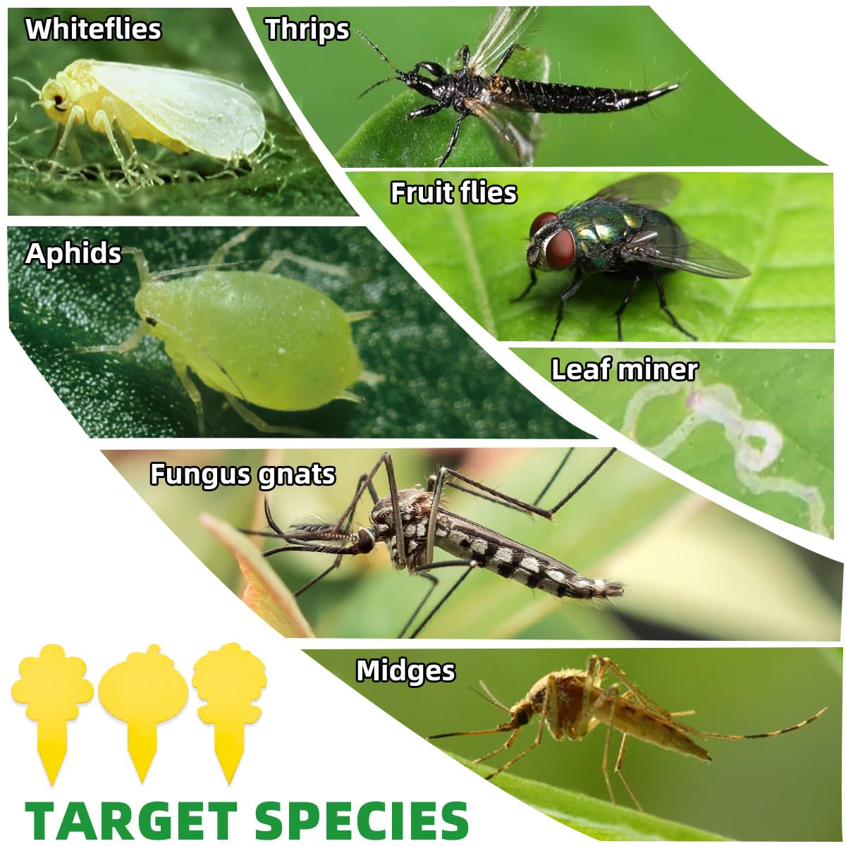 99 trampas de palo para plantas, trampas para mosquitos de hongos de doble cara con pala, seguras para interiores, color amarillo