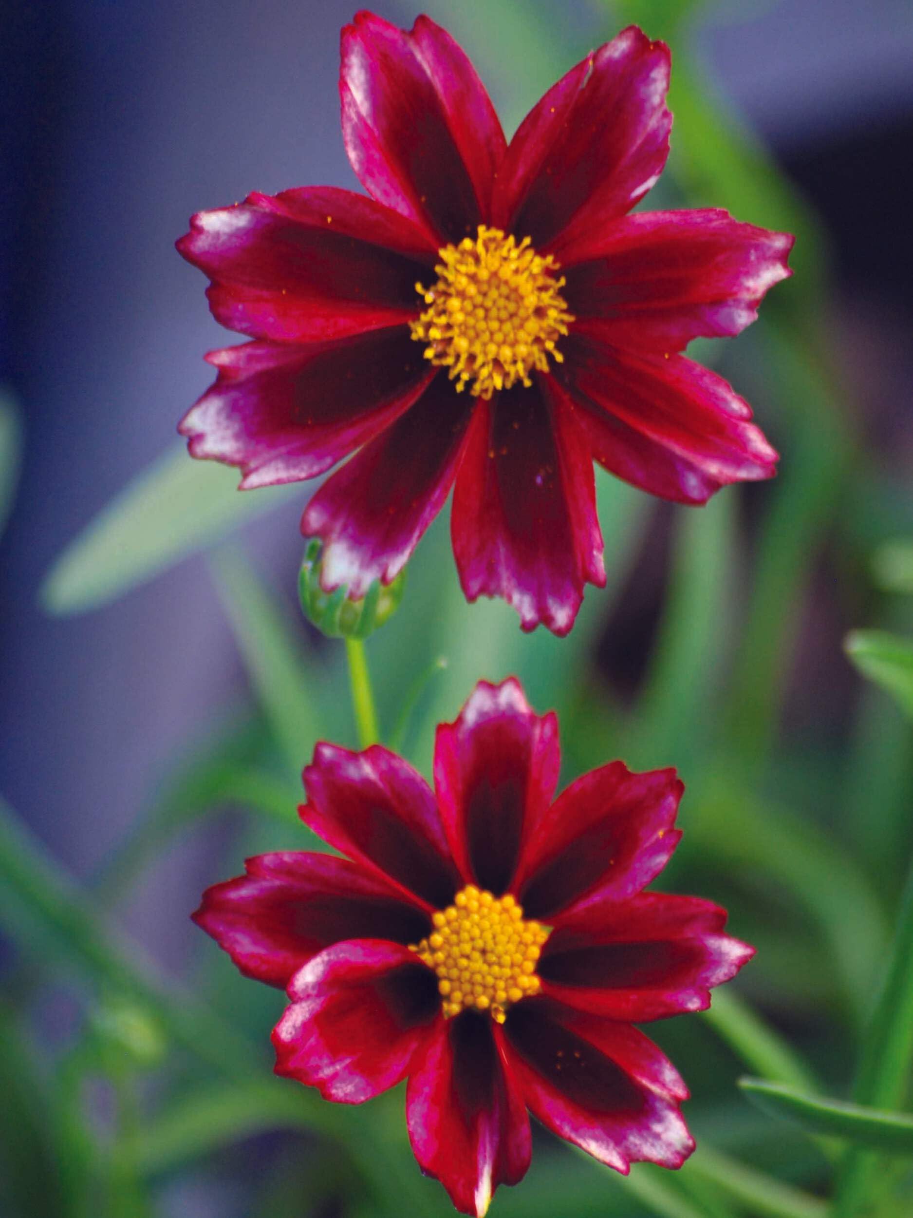 Perennial Farm Marketplace Coreopsis Mercury Rising