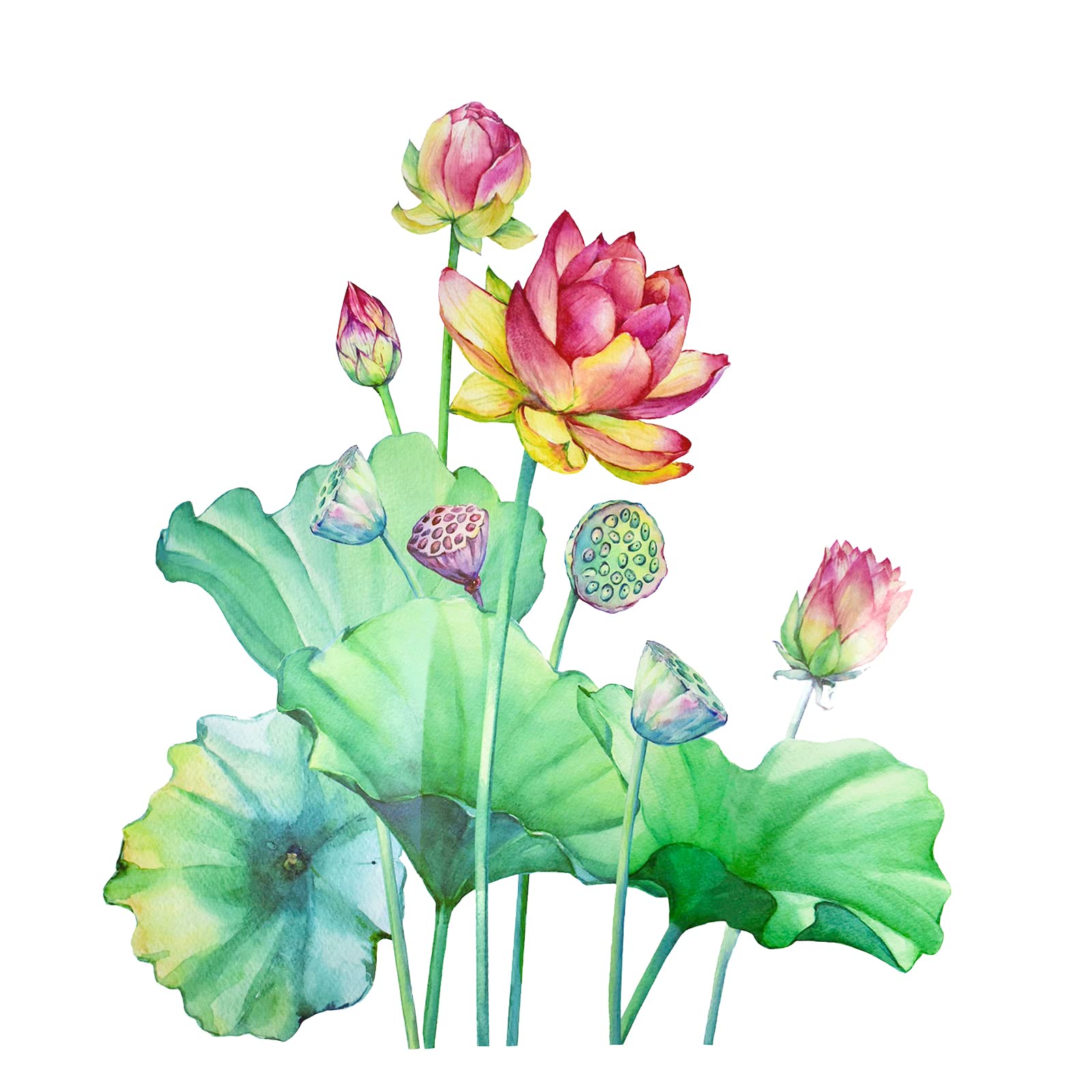 Maydahui Lotus Flowers Wall Sticker Watercolor Floral Wall Decals Peel and Stick Removable Water Lily Wall Sticker Decoration for Iving Room Nursery Room Bedroom Office Bathroom