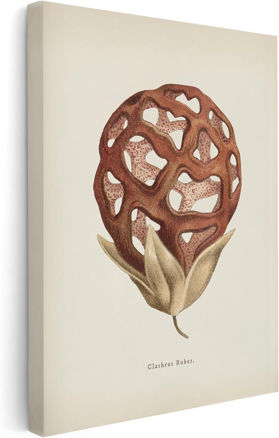 Poster Master Clathrus Ruber Canvas - Latticed Stinkhorn Print - Botanical Fungi Art - Minimal Housewarming Gift - Forest Art - Bedroom or Living Room Wall Decor - 8x10 STRETCHED Canvas