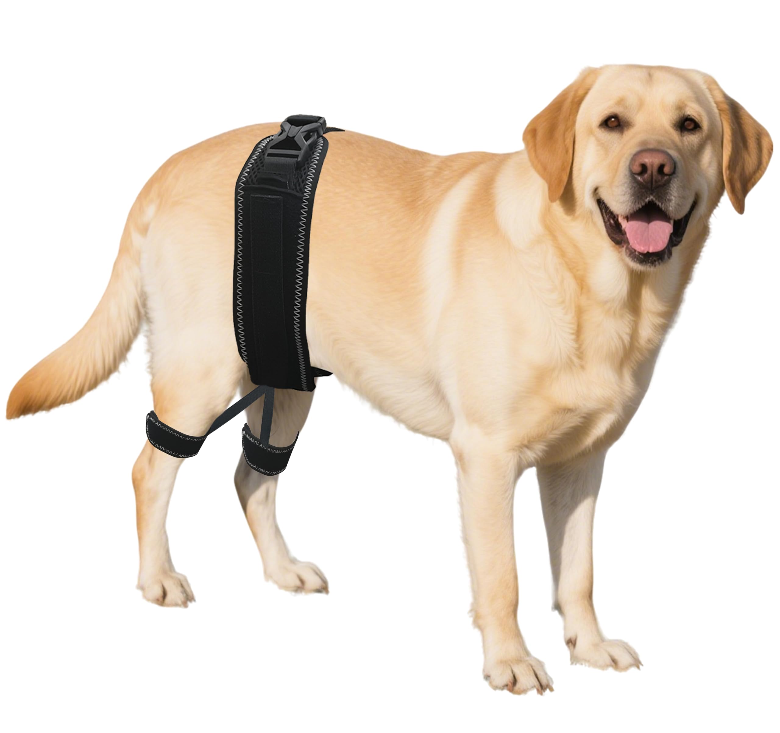 Dog Hip Orthotic Brace, Corrective Support for Hip Dysplasia & Pain, L