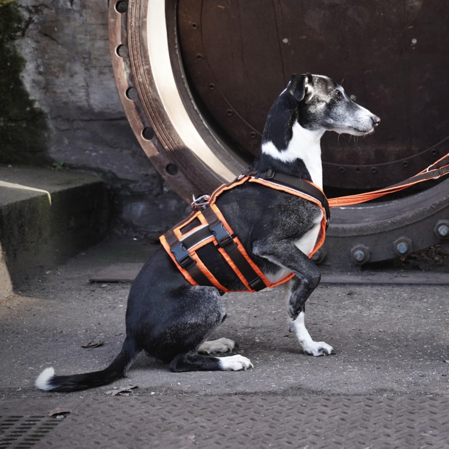 Anny-X Brustgeschirr Safety Protect | Farbe Leuchtorange-Braun | Sicherheits-Hundegeschirr Größe S (Brustumfang 52-64 cm)
