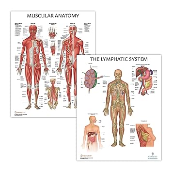 2 PACK Muscular System and Lymphatic System Human Anatomy Poster Set, LAMINATED, Anatomy and Physiology, 17.3 x 22.5 Inches, Body System Diagram, Anatomical Charts for Education Learning and Students