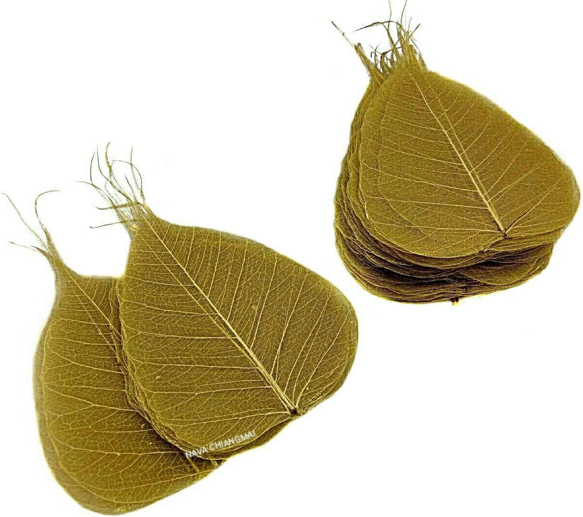NAVA CHIANGMAI Skeleton Natural Ficus Religiosa Leaves Artificial Leaves Craft Card Scrapbooking DIY Embellishment Decoration Art Greeting Cards Wedding Gifts Seasonal Gift (Gold)