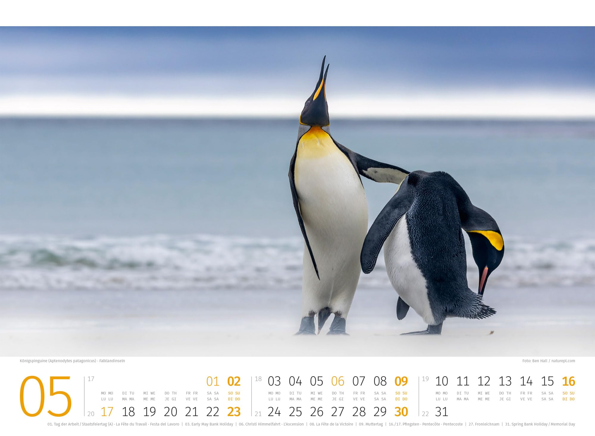 Pinguine Kalender 2027: Hochwertiger Vogel-Kalender im Querformat (45x33 cm) | Tiere in der Antarktis