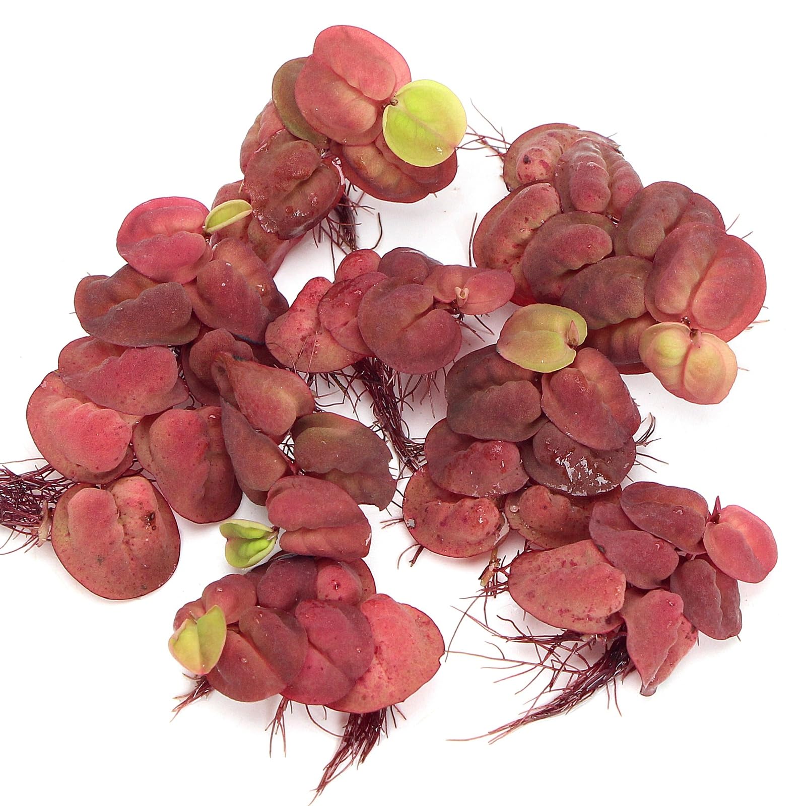 K2AQUA Phyllanthus Fluitans Red Root Floater Portion Live Aquarium Floating Plants Tropical Fish Tank Decor