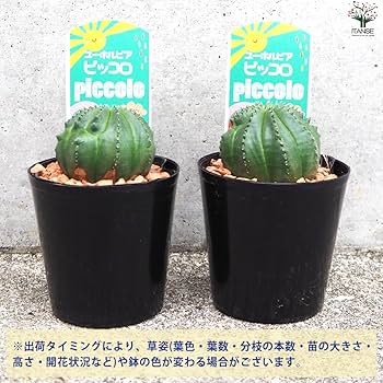【高騰品種】4 ユーフォルビア オベサ ピッコロオールド 錦 極上斑 楽天市場】【ユーフォルビア・ピッコロ】 オベサ梵天 コーデック