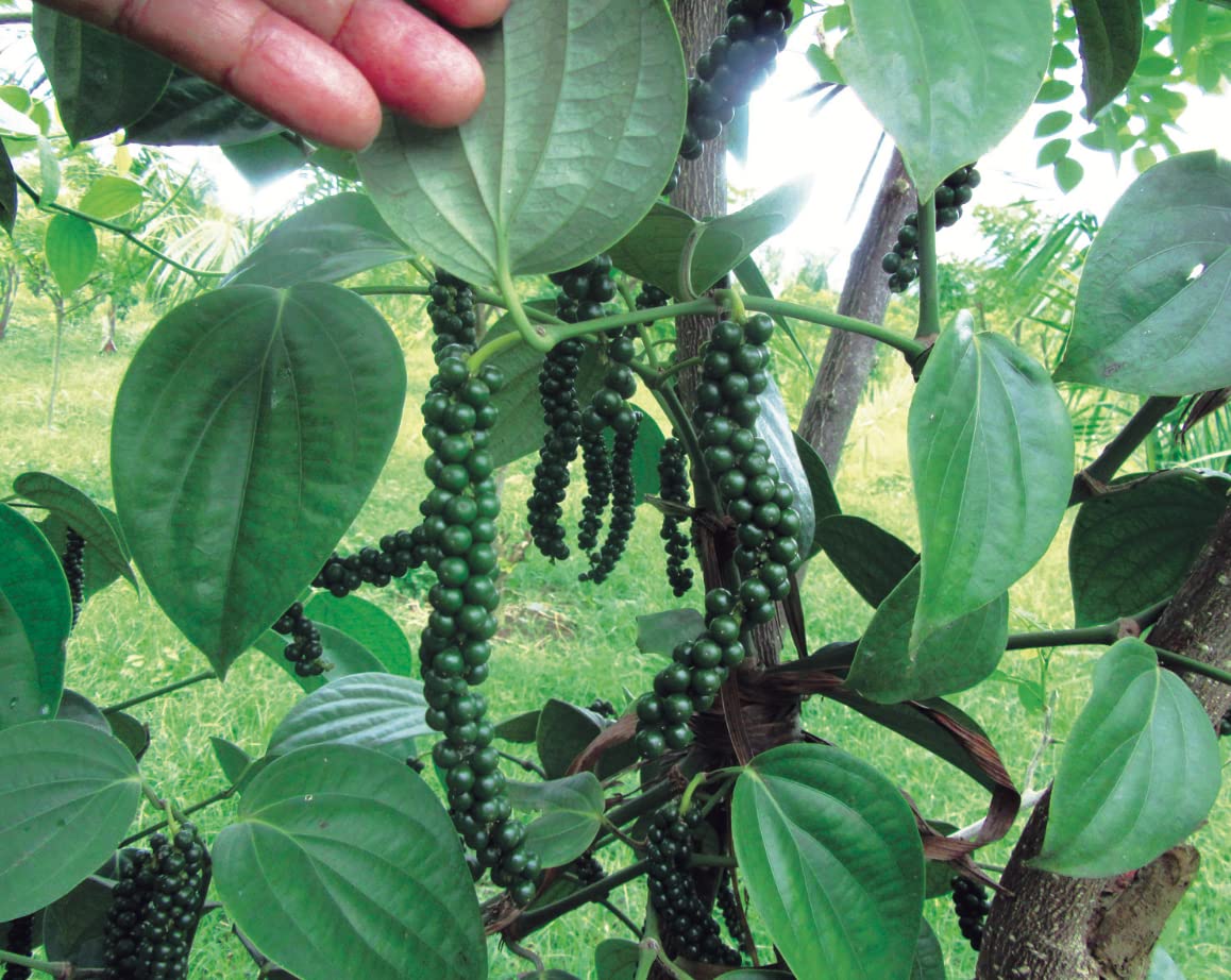 Green Horizon Rare Black pepper plant pack of 1 (Size 1-1.5 Ft) (B0BXHK46JX) Amazon Price History, Amazon Price Tracker