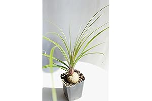 Ponytail Palm (Beaucarnea Recurvata) Live House Plant