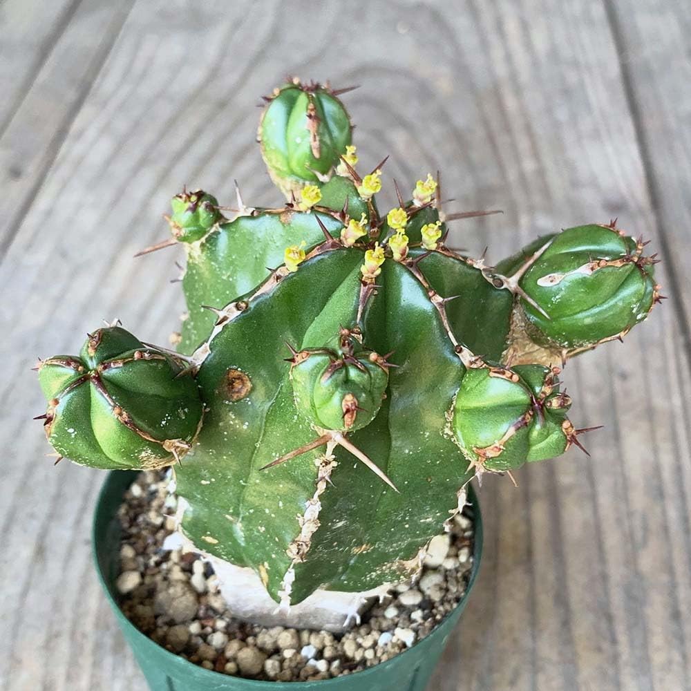 r*e様 B14255★オークション★ユーフォルビア ハンディエンシス 極上ヴィ 輸入苗・Lサイズ】ユーフォルビア ハンディエンシス ※0849