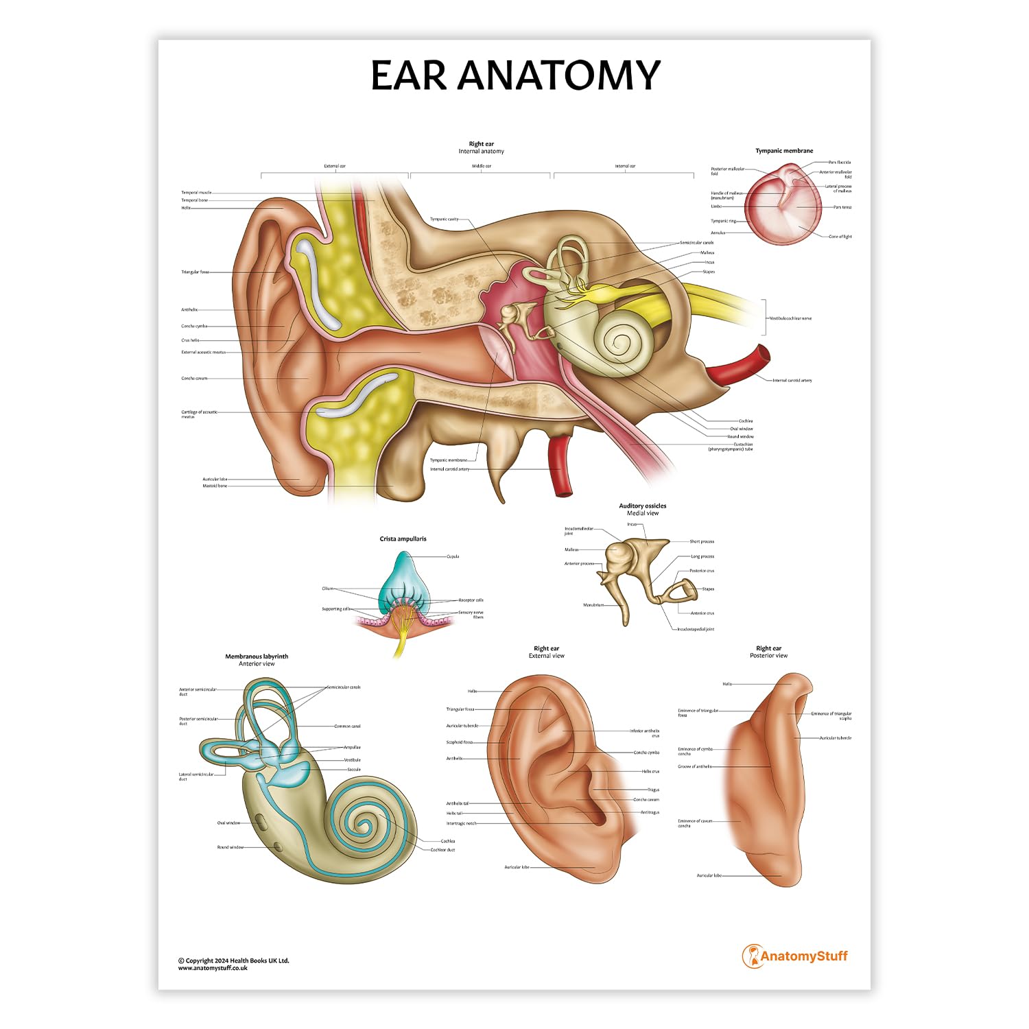 Anatomy Stuff Ear Anatomy Anatomystuff Poster, 45X60 Cm, 18X24 Inches, Ent Chart, Anatomical Middle Ear Diagram