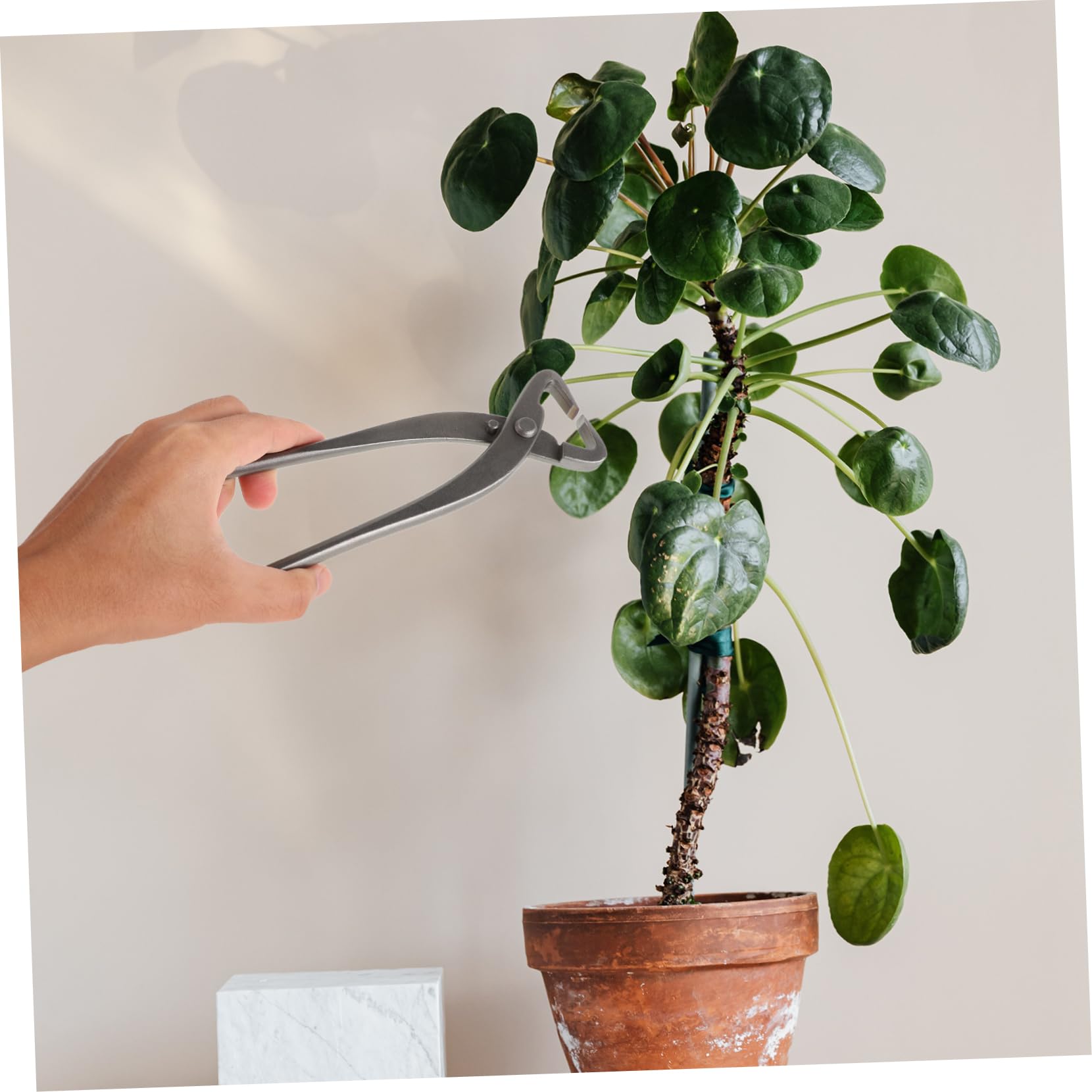 Taglia Bonsai in Acciaio al Carbonio Argento per Potatura Precisa
