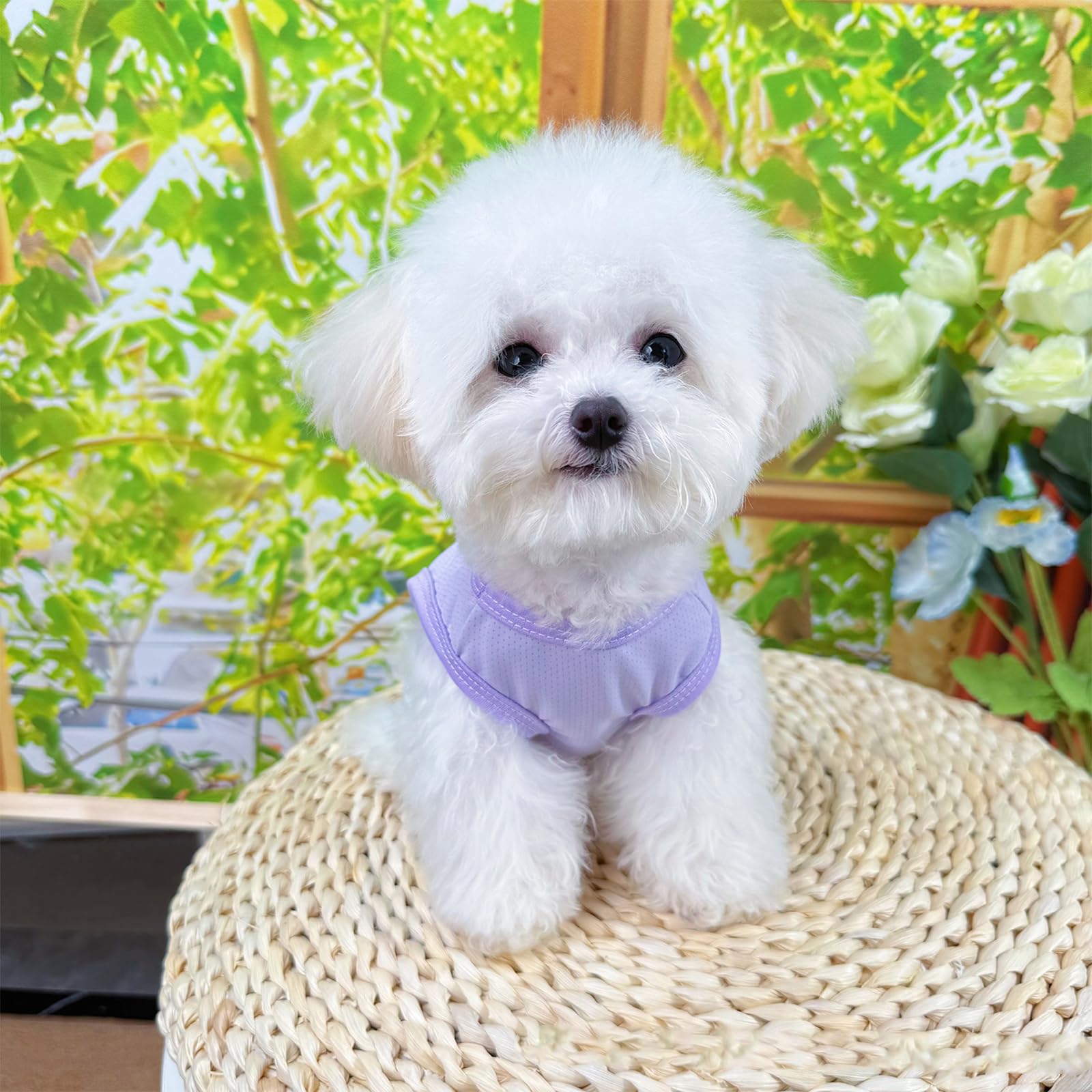 2 Pezzi Giubbotto di Raffreddamento per Cani, Gilet Rinfrescante per Cani, Maglietta Estiva per Animali Domestici, Protezione Solare per Canis di Taglia Media Piccola Gatti, M, Viola, Blu