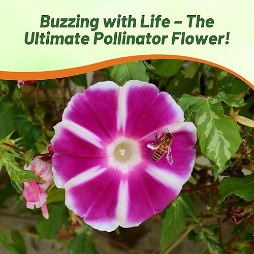 Miniatura 7 de Outsidepride Rosita Morning Glory Seeds  100 unidades. Semillas de flores anuales, trepadoras y enredaderas para plantar grandes flores rojas,