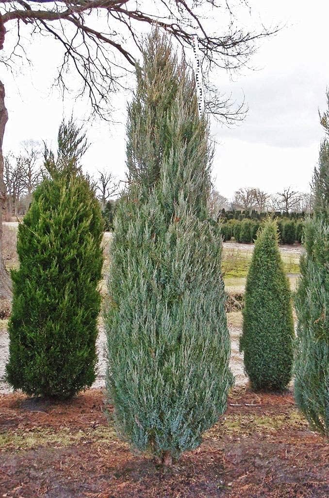 Skyrocket Juniper - 10 Live 4 Inch Pots - Juniperus Scopulorum - Formal Upright Evergreen Tree