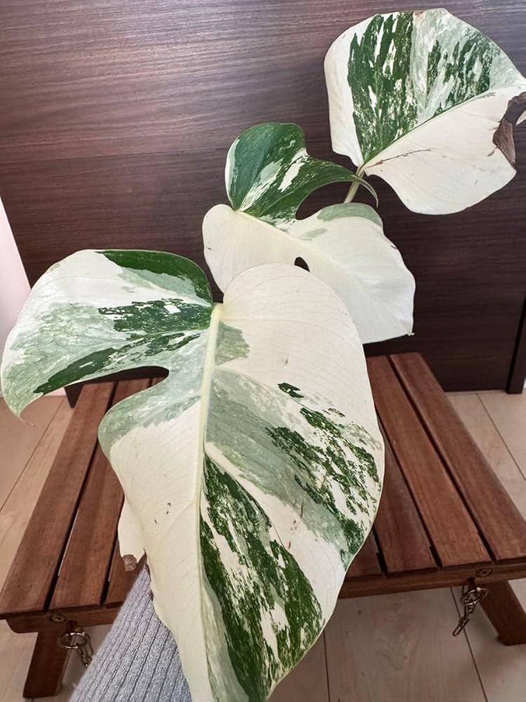 【発根済み】斑入りモンステラ 極上美株 散り斑 N【鉢ごと発送】 モンステラ 斑入り 美親株 美株A-Iしっかり発根‼︎鉢ごと発送