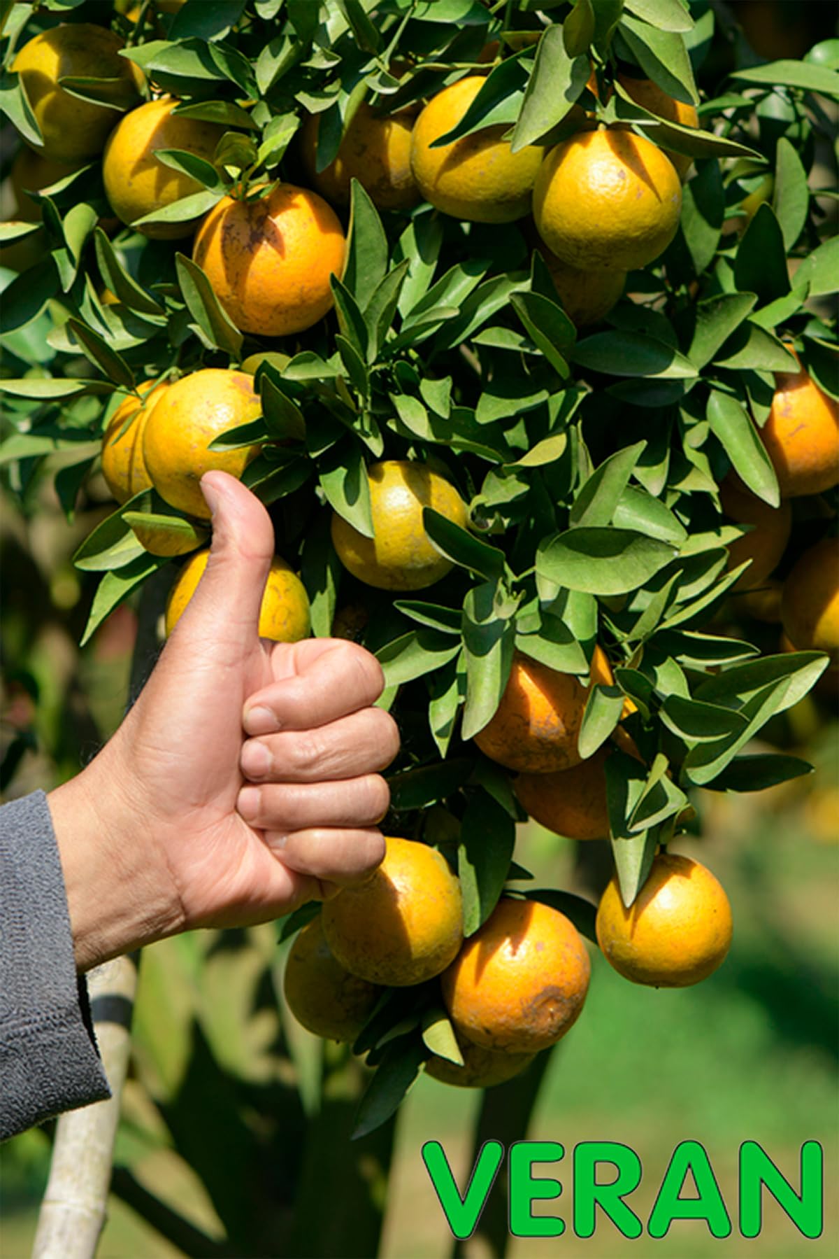 VERAN Fertilizante Cloruro Potásico NPK 0-0-61 1Kg | Abono Tomates Rico en Potasio Hidrosoluble | Fertilizante Tomates También para Hortalizas, Frutas y Cultivos Exigentes en Potasio