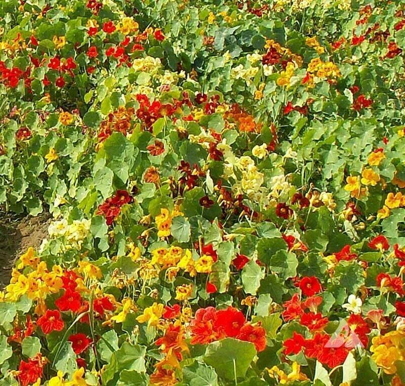 Buy4seeds Nasturtium Tom Thumb 150 Seeds TROPAEOLUM NANUM Easy to Grow Garden Yard Patio