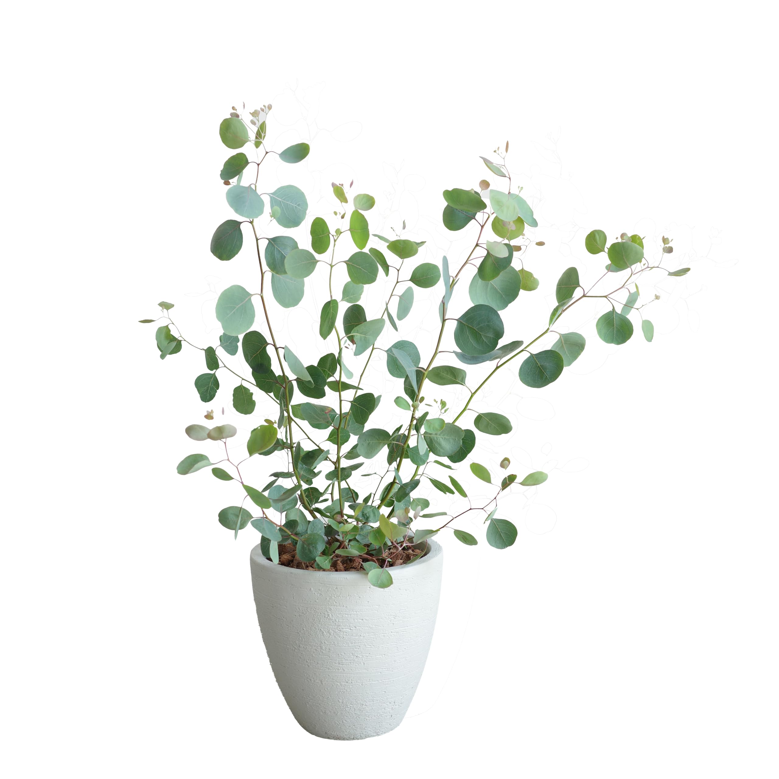 Amazon｜ユーカリ アイボリーテラコッタ鉢植え 観葉植物 ベランダ