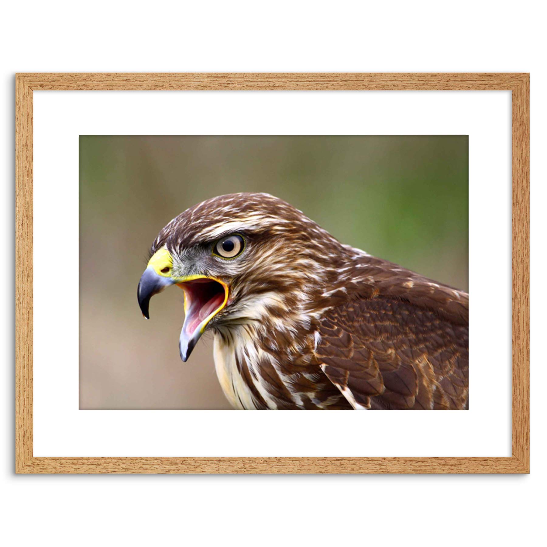Wee Blue Coo PHOTO BUZZARD BIRD PREY BEAK HAWK FRAMED PRINT F97X2884