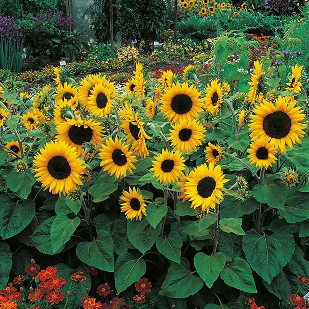 Sunflower Little Dorrit F1 Seeds – Easy to Grow, Dwarf & Pollen-Free – Hardy Annual – for Your Beautiful Garden