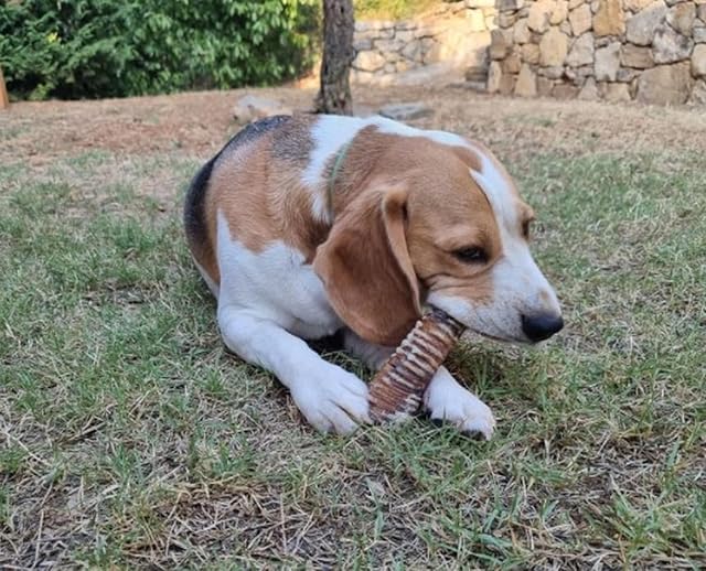 Foto 8 de 8 de Tráqueas de Ternera para Perros y Cachorros, Anillas de 5 cm., 200 gr