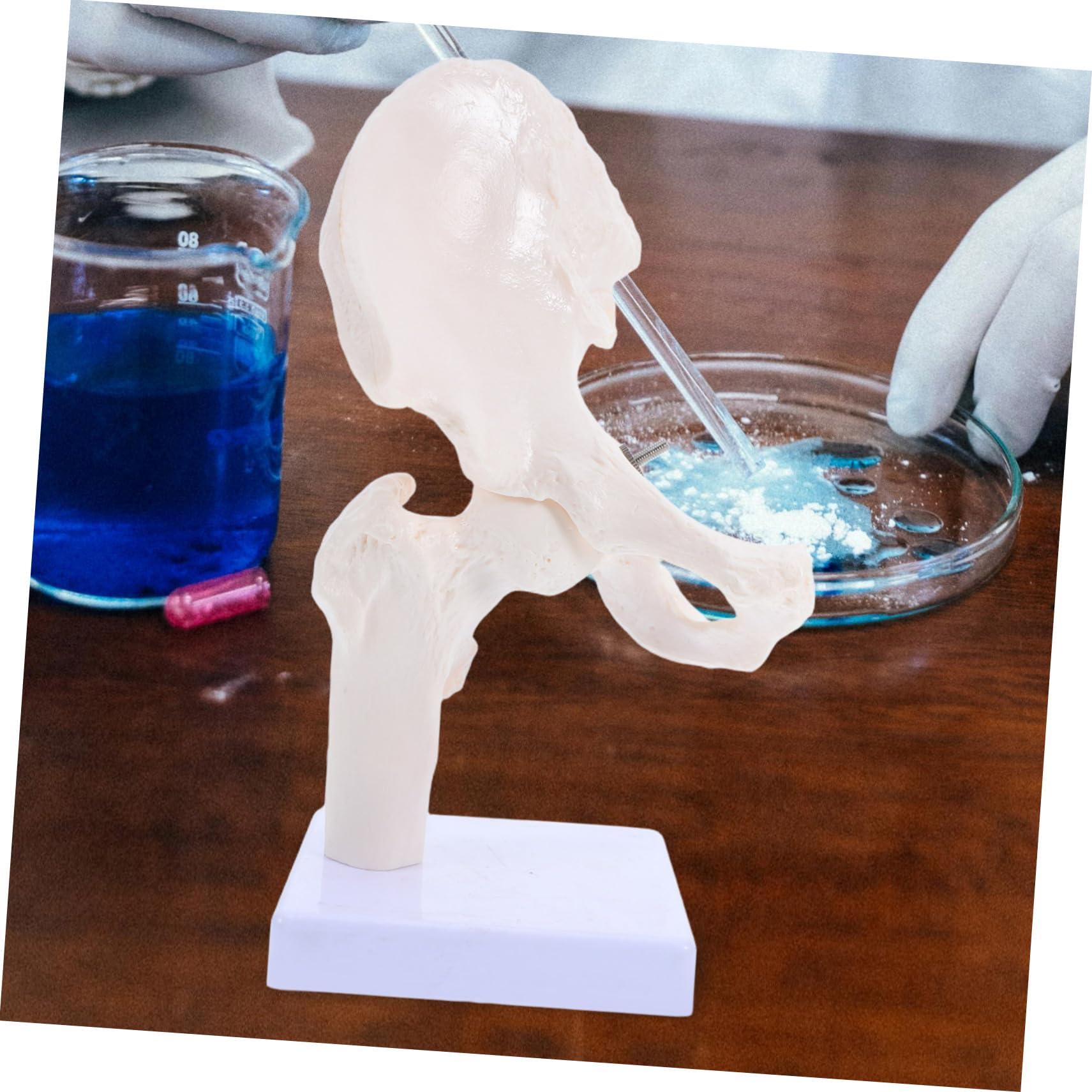 PRETYZOOM Modello Scheletro Umano Anatomico Struttura Scheletrica Giocattolo Modello Didattico per Studio Parte Rimovibile Materiale Durevole