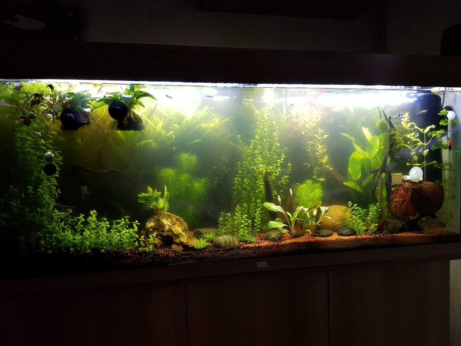 Aquariumfilter C-2.000 ECO | 9 watt UVC-unit - HandelsOnderneming