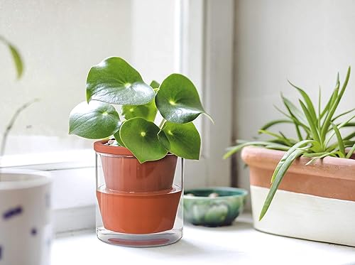 Miniatura 2 de D'vine Dev Maceta de riego automático de 4 pulgadas para plantas de interior, maceta de terracota con taza cilíndrica de vidrio, 37-X-A-1