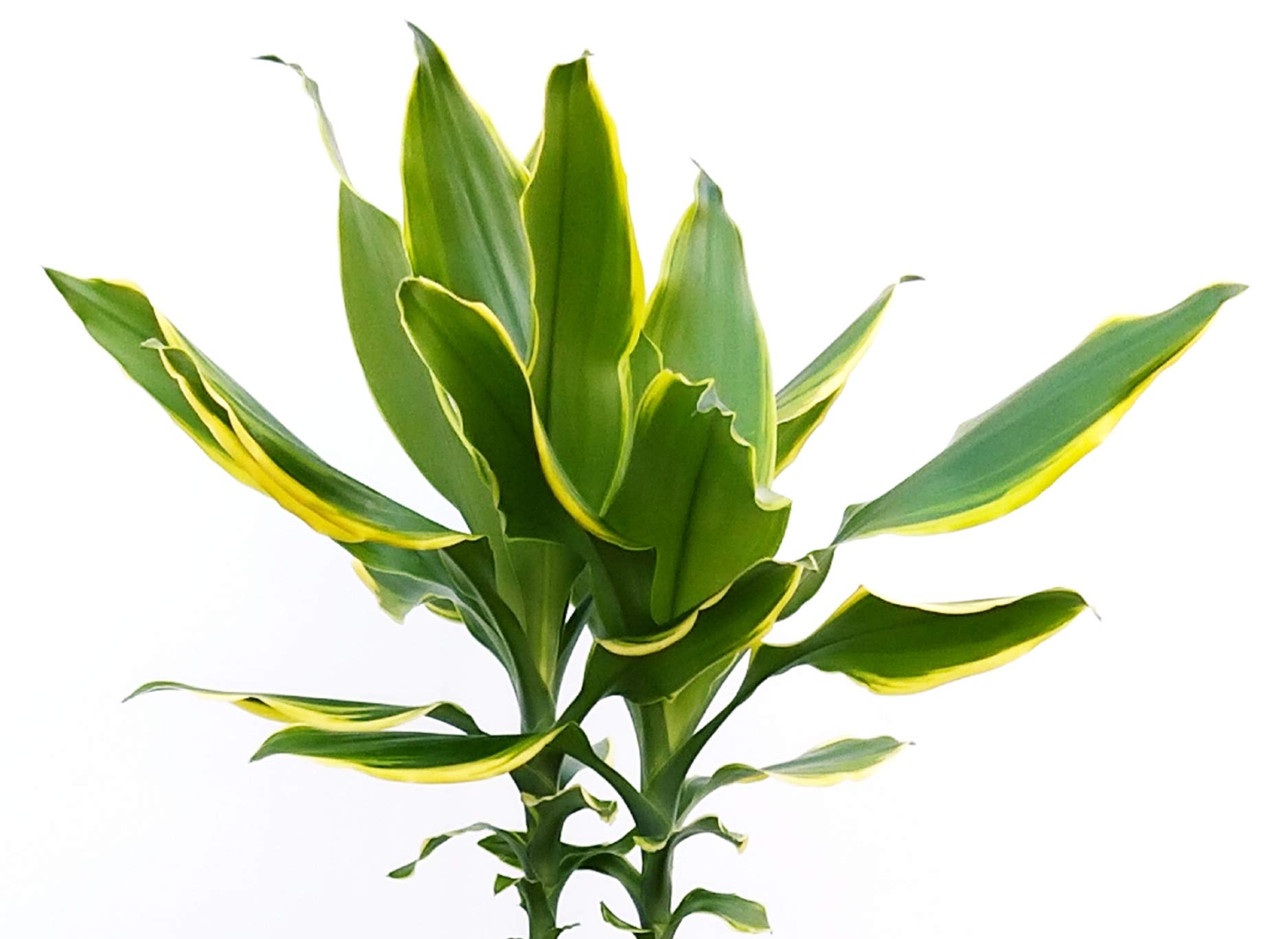 POWERS TO FLOWERS - DRACENA YELLOW COAST 2 TRONCHI, pianta vera