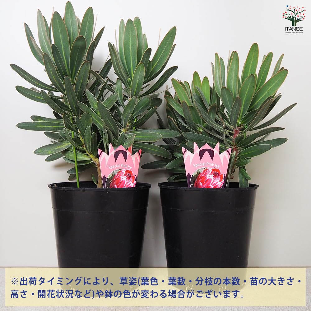 Amazon.co.jp: ITANSE プロテア 7号 1個売り 【品種で選べる花木